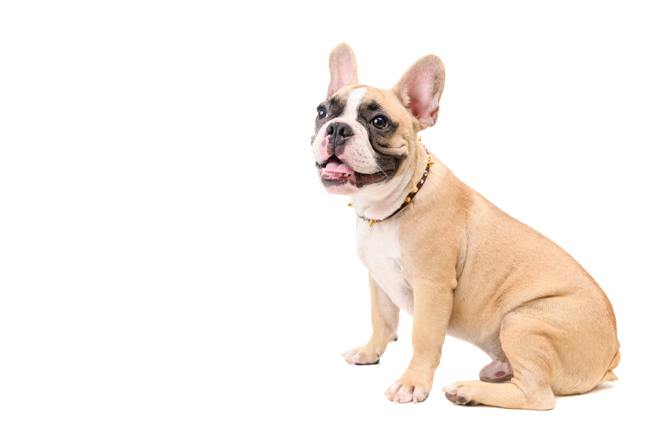 chien à nez plat